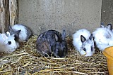 DSC_9624.jpg