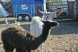 DSC_9631.jpg
