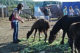 DSC_9651.jpg