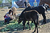 DSC_9653.jpg