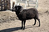 IMG_0001.jpg